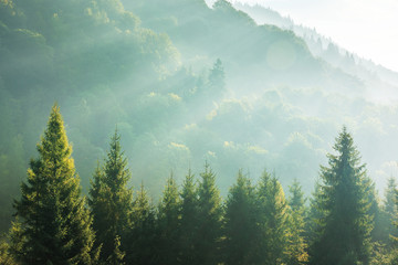 江西庐山植物园